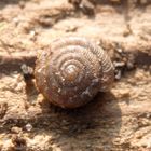 Gefleckte Schüsselschnecke (Discus rotundatus)