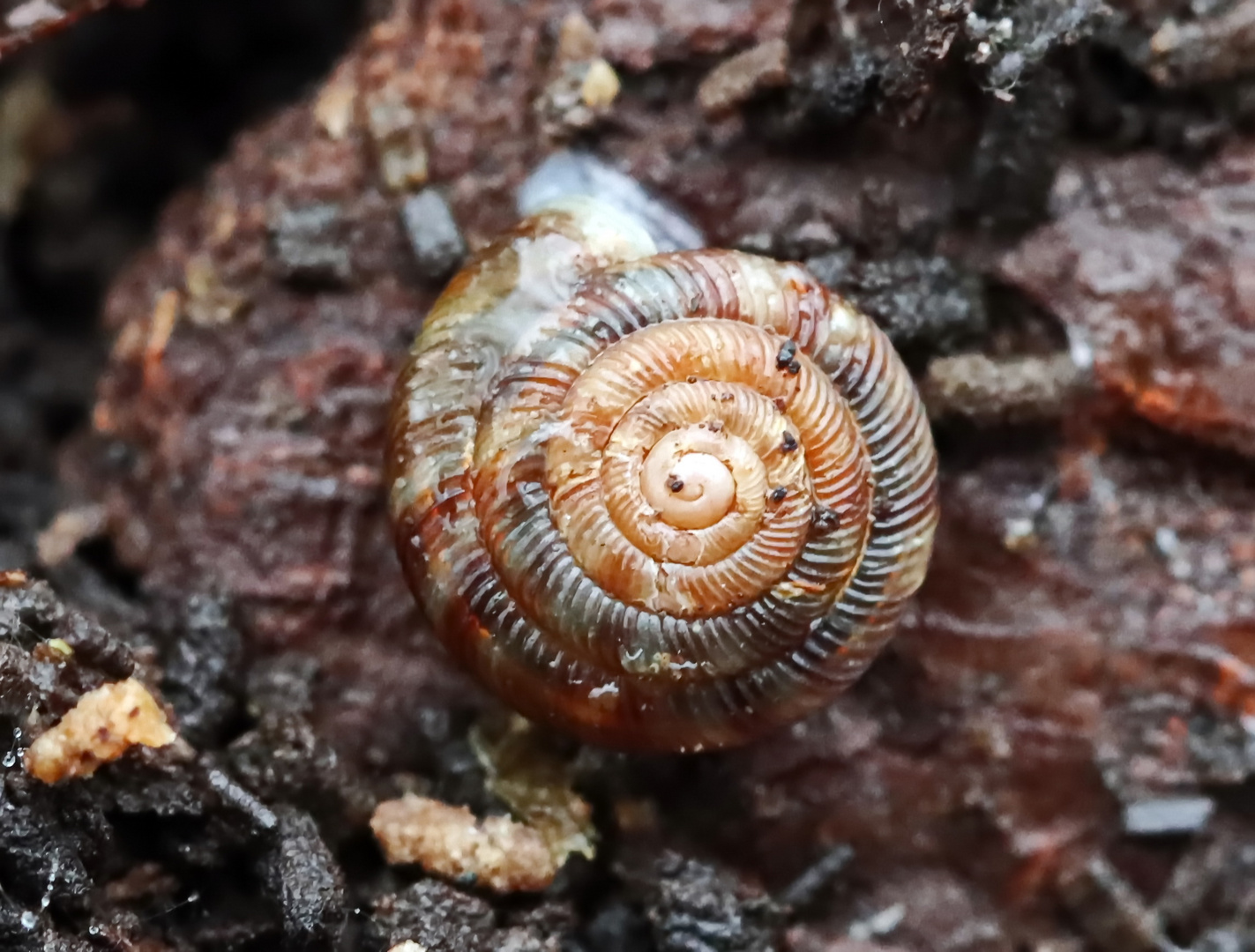 Gefleckte Schüsselschnecke,Discus rotundatus