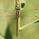 Gefleckte Smaragdlibelle (Somatochlora flavomaculata), Männchen