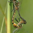 Gefleckte Smaragdlibellen im Paarungsrad