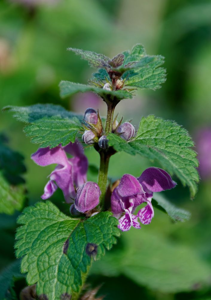 Gefleckte Taubnessel Foto & Bild | natur, frühblüher, pflanzen Bilder ...