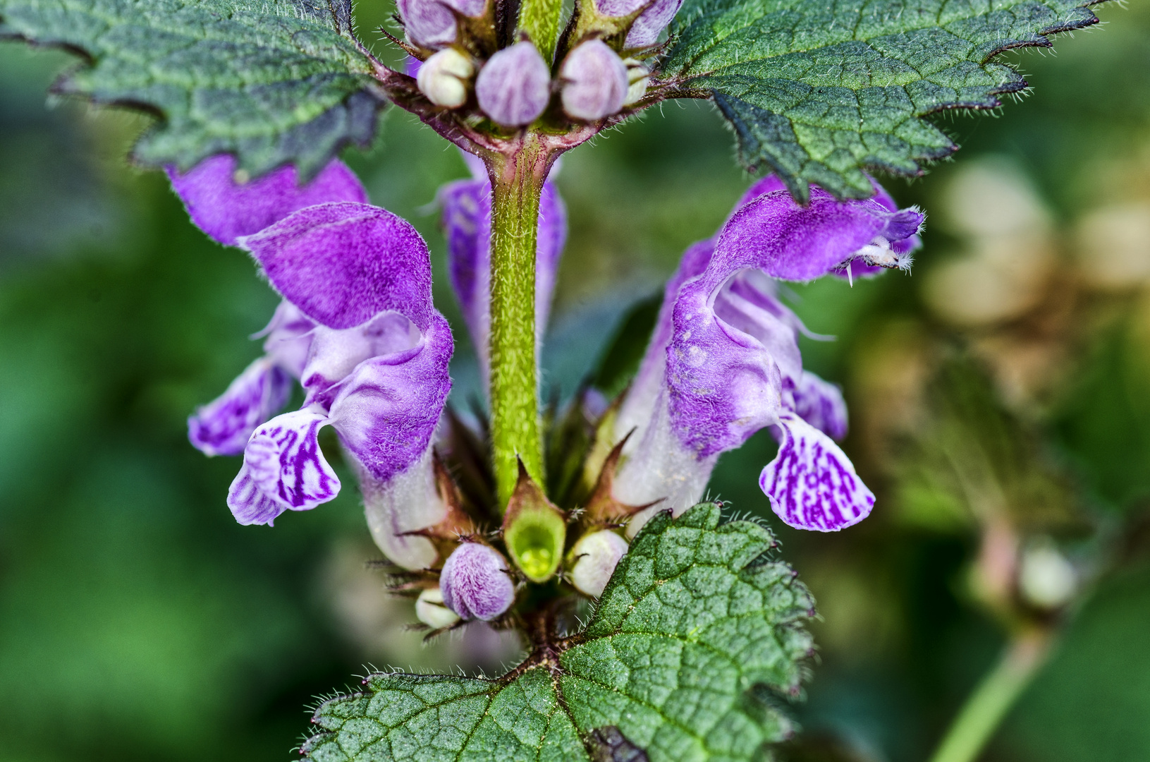 Gefleckte Taubnessel (Lamium maculatum)