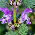 Gefleckte Taubnessel (Lamium maculatum)