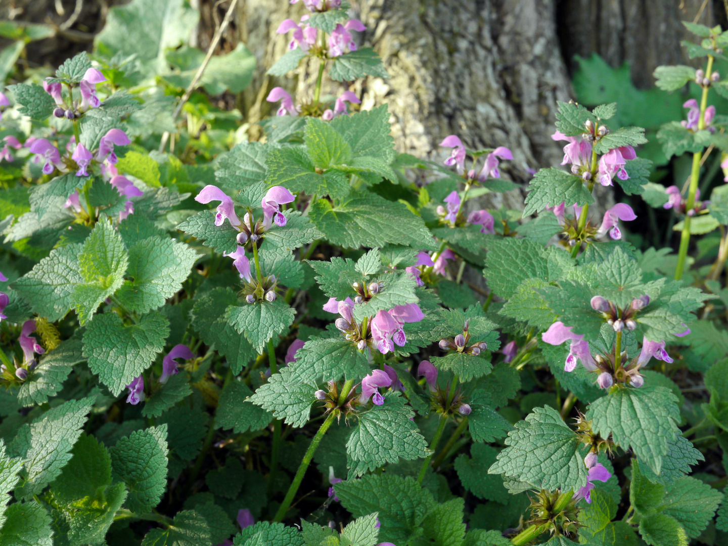 Gefleckte Taubnessel (Lamium maculatum)