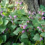 Gefleckte Taubnessel (Lamium maculatum)