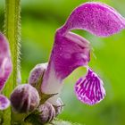 Gefleckte Taubnessel (Lamium maculatum)