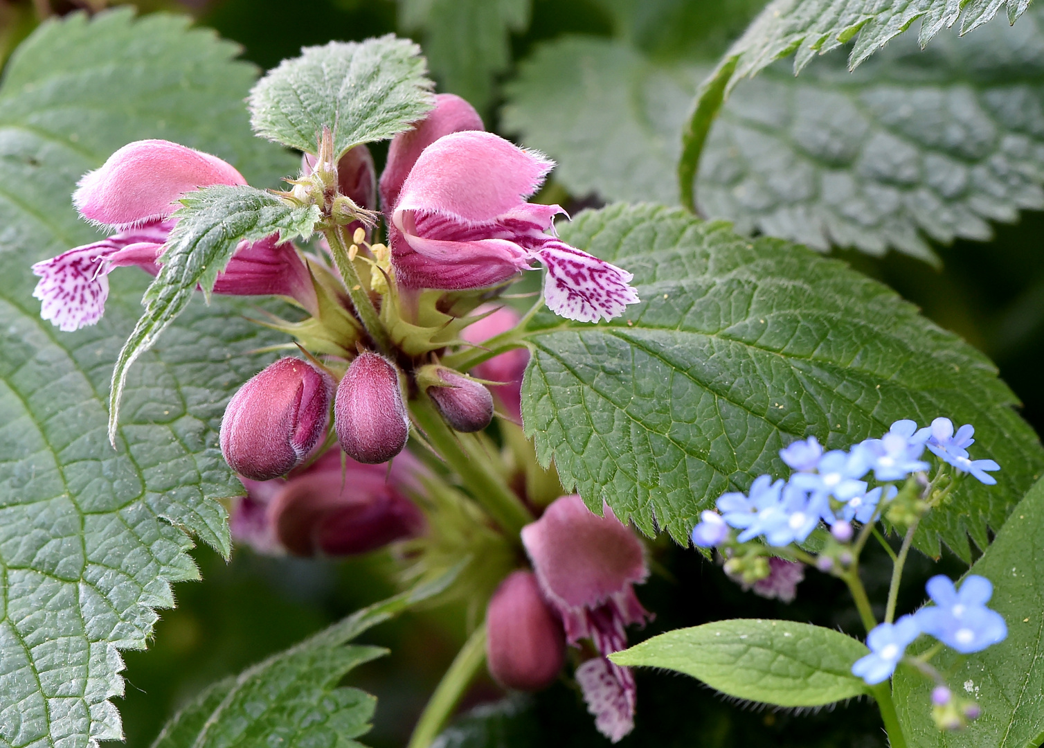 Gefleckte Taubnessel (Lamium maculatum)