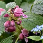 Gefleckte Taubnessel (Lamium maculatum)