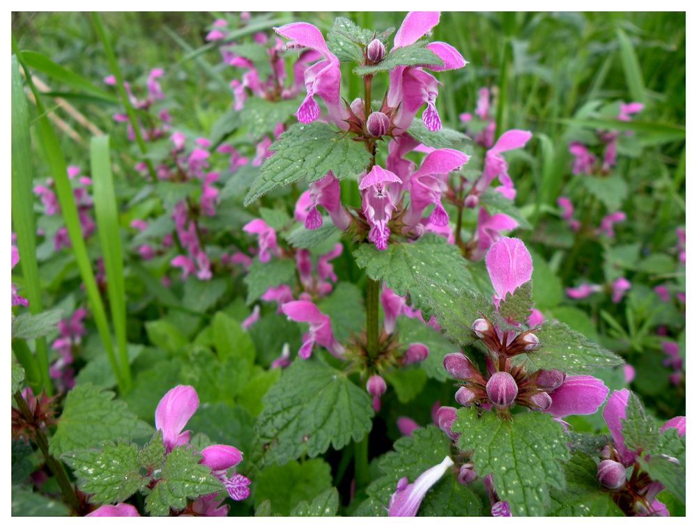 Gefleckte Taubnessel (Lamium maculatum) ,