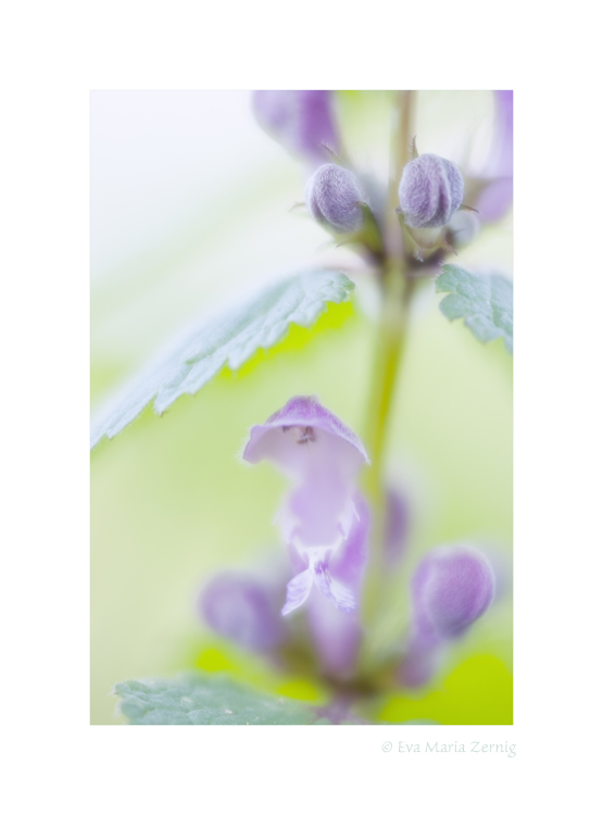 Gefleckte Taubnessel (Lamium maculatum)