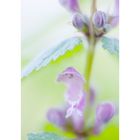 Gefleckte Taubnessel (Lamium maculatum)