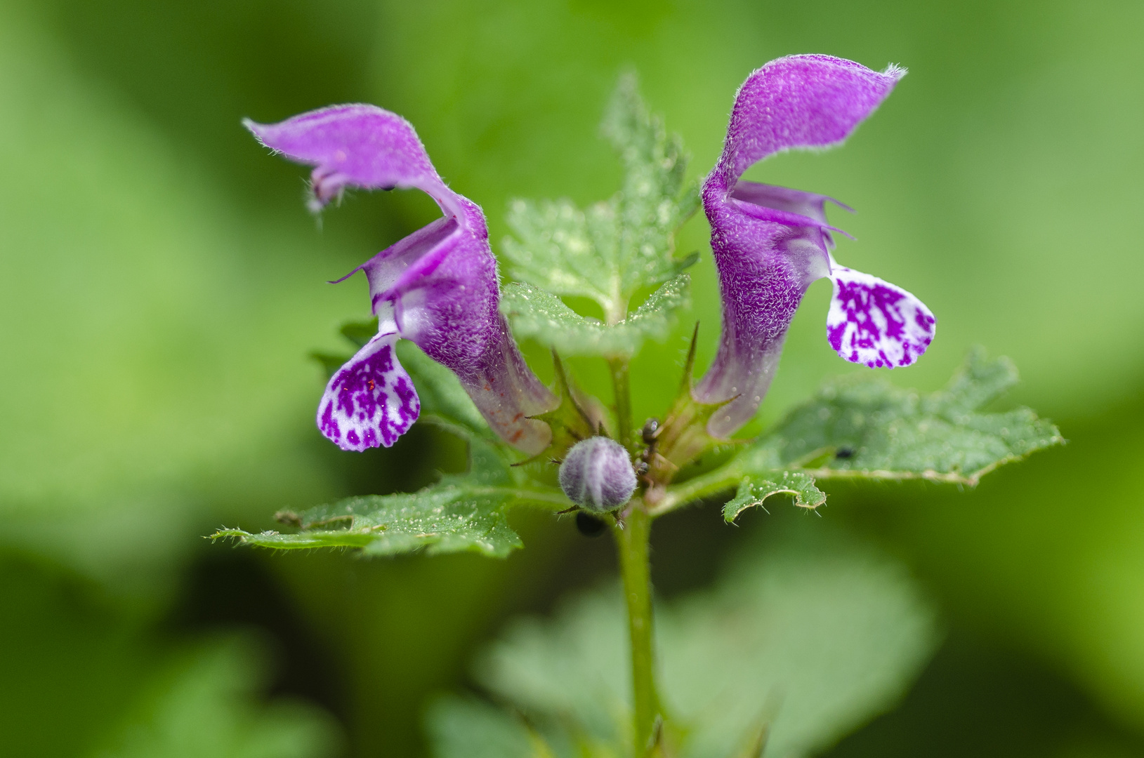 Gefleckte Taubnessel (Lamium maculatum)