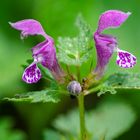 Gefleckte Taubnessel (Lamium maculatum)