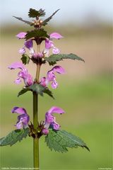 Gefleckte Taubnessel (Lamium maculatum) .