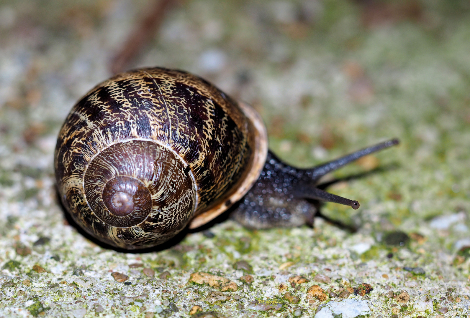 Gefleckte Weinbergschnecke Foto & Bild makro, natur, tiere Bilder auf