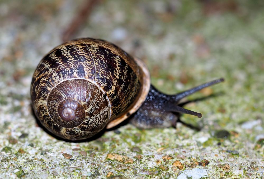 Gefleckte Weinbergschnecke Foto & Bild makro, natur, tiere Bilder auf
