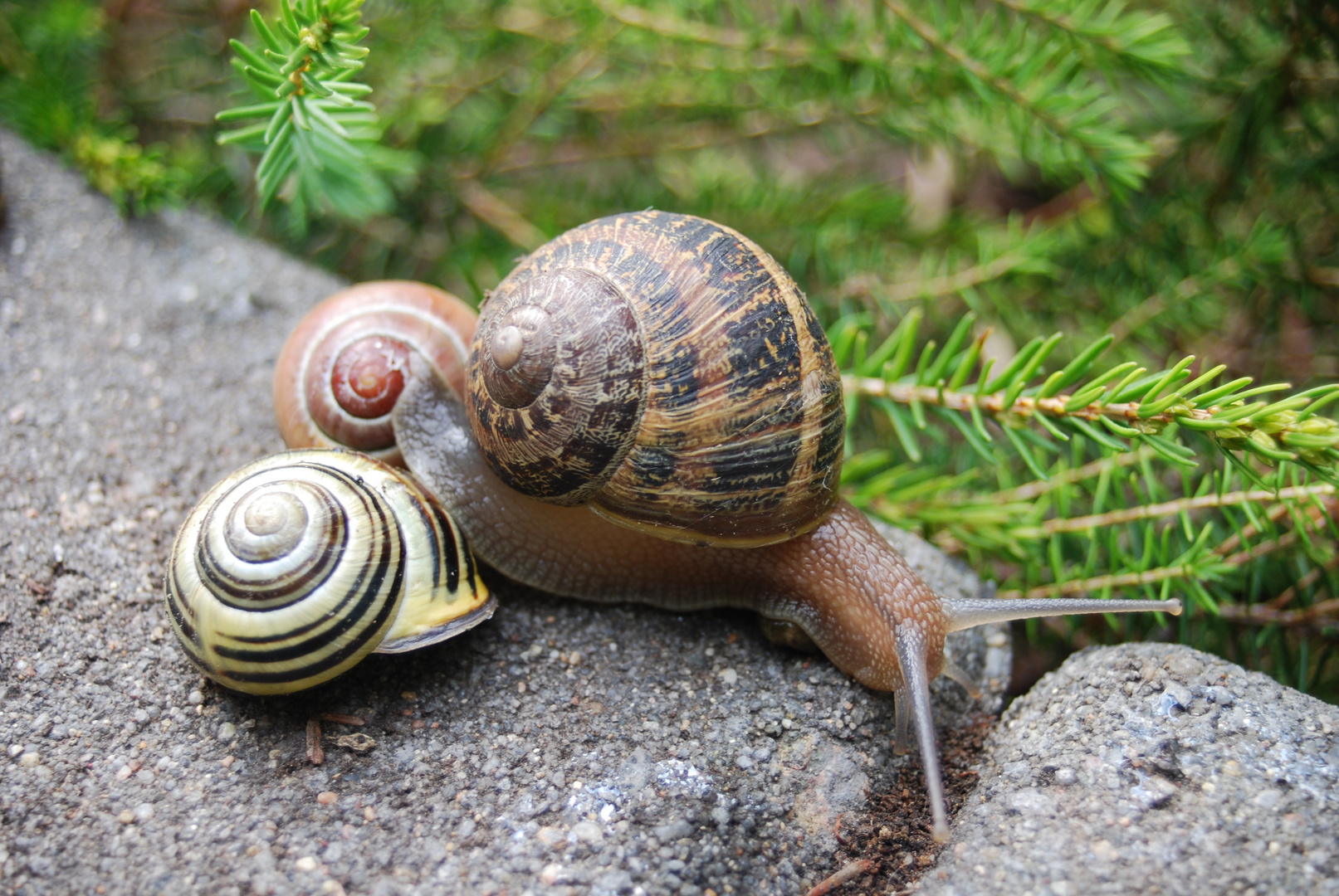 gefleckte Weinbergschnecke?