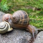 gefleckte Weinbergschnecke?