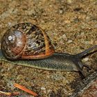 Gefleckte Weinbergschnecke [Cornu aspersum]