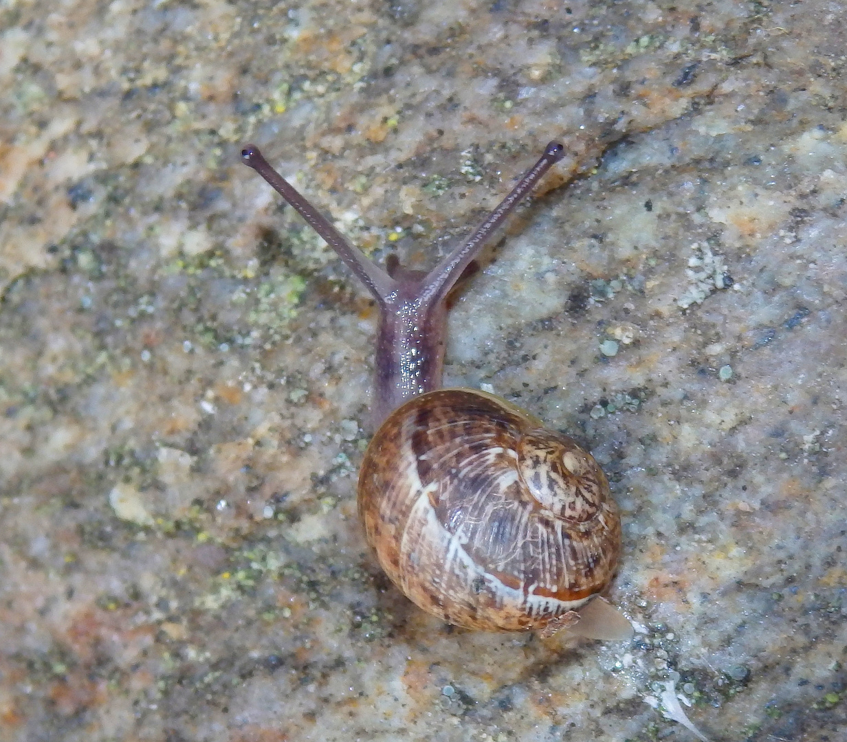 Gefleckte Weinbergschnecke (Cornu aspersum)