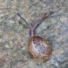 Gefleckte Weinbergschnecke (Cornu aspersum)