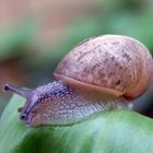 Gefleckte Weinbergschnecke (Cornu aspersum) auf Bärlauch