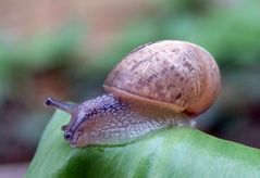 Gefleckte Weinbergschnecke (Cornu aspersum) auf Bärlauch