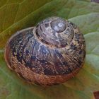 Gefleckte Weinbergschnecke (Cornu aspersum)