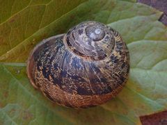 Gefleckte Weinbergschnecke (Cornu aspersum)