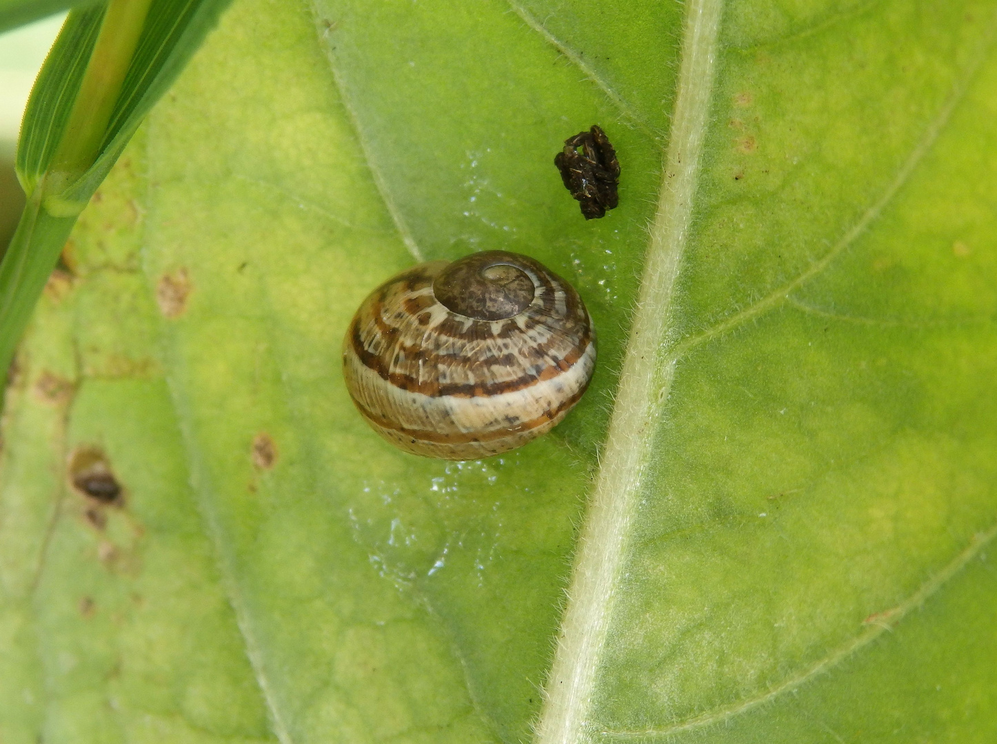 Gefleckte Weinbergschnecke (Cornu aspersum) - Jungtier