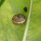 Gefleckte Weinbergschnecke (Cornu aspersum) - Jungtier