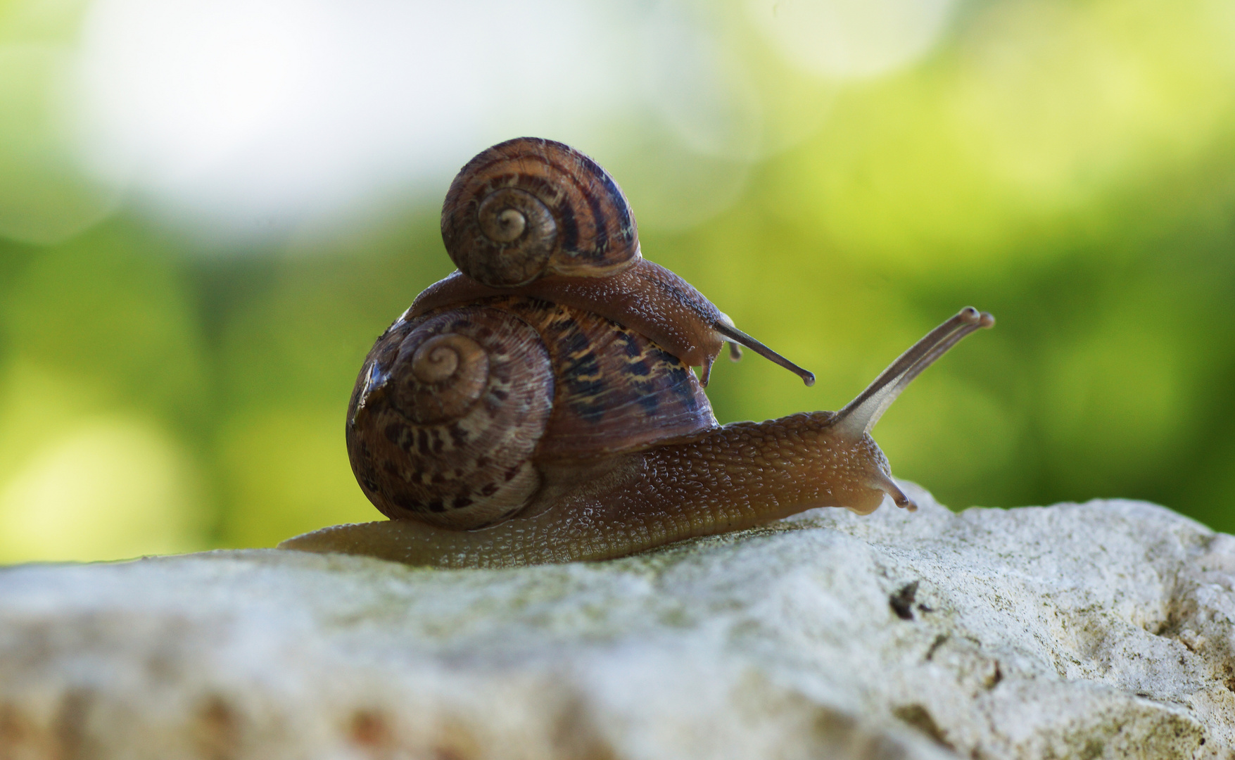 Gefleckte Weinbergschnecken (Cornu aspersum)