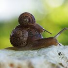 Gefleckte Weinbergschnecken (Cornu aspersum)