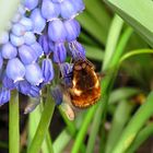 --- Gefleckte Wollschweber (Bombylius discolor) ---