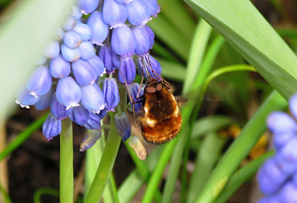 --- Gefleckte Wollschweber (Bombylius discolor) ---