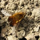 --- Gefleckte Wollschweber (Bombylius discolor) ---