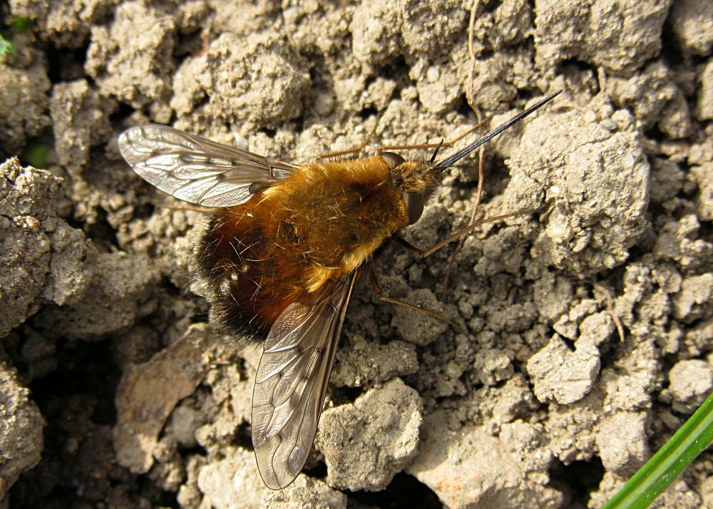 --- Gefleckte Wollschweber (Bombylius discolor) ---