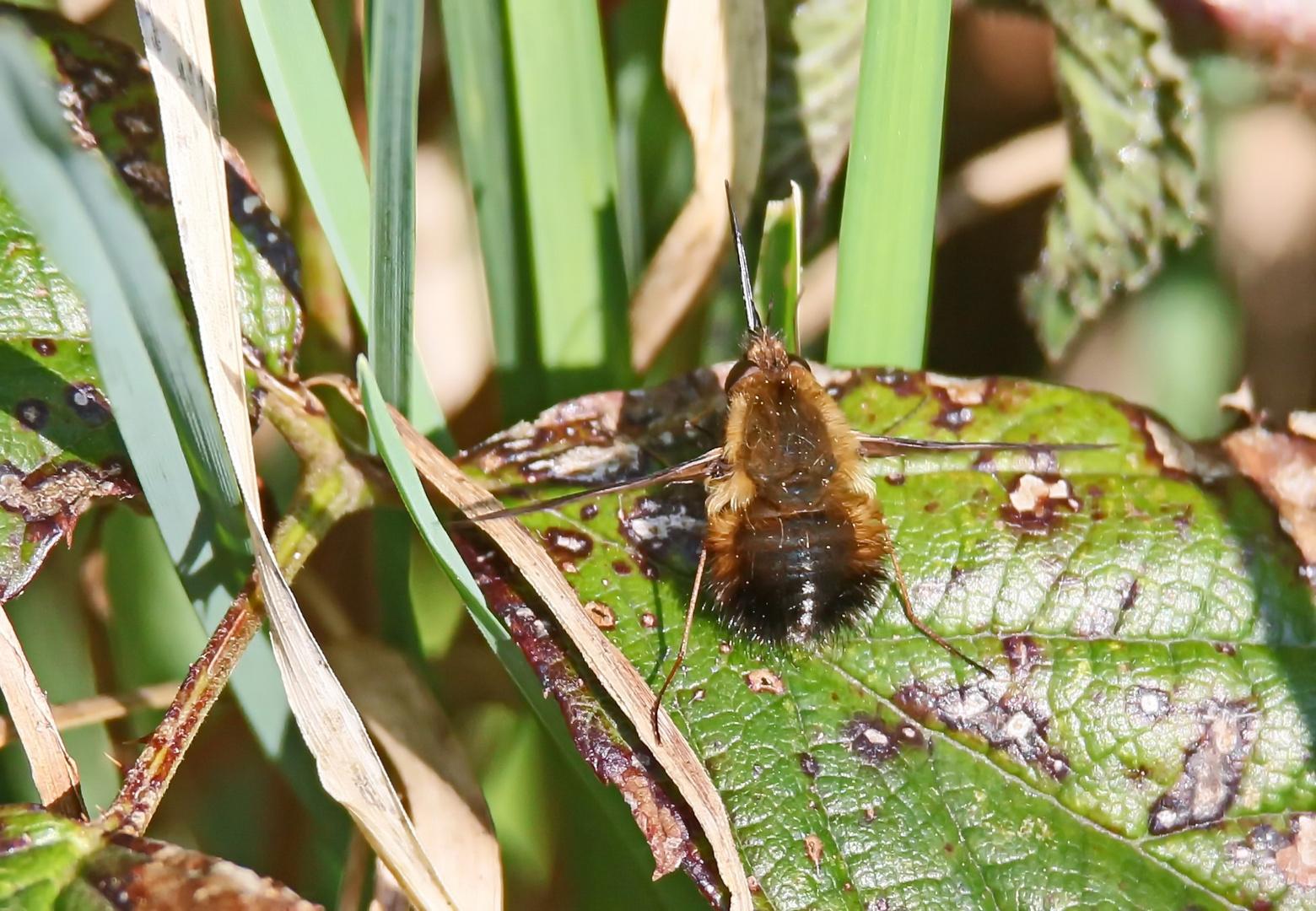 Gefleckte Wollschweber (Bombylius discolor)