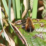 Gefleckte Wollschweber (Bombylius discolor)