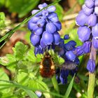 --- Gefleckte Wollschweber (Bombylius discolor) ---