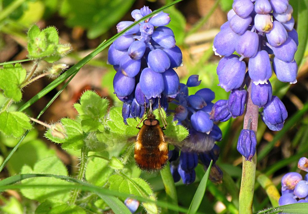 --- Gefleckte Wollschweber (Bombylius discolor) ---