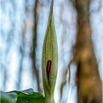 gefleckter aronstab (arum maculatum) ....