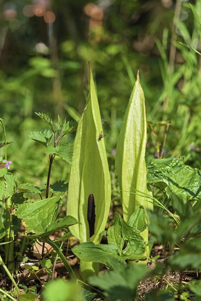 Gefleckter Aronstab Foto & Bild pflanzen, pilze & flechten, blüten