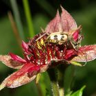 Gefleckter Blütenbock ...