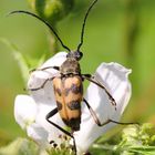 Gefleckter Blütenbock (DOKU)