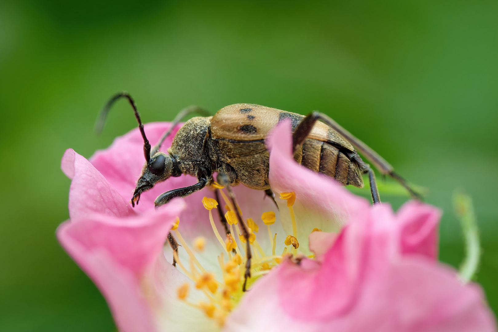 Gefleckter Blütenbock