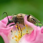 Gefleckter Blütenbock