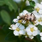 Gefleckter Blütenbock (Pachytodes cerambyciformis)