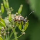 gefleckter Blütenbock (Pachytodes cerambyciformis)