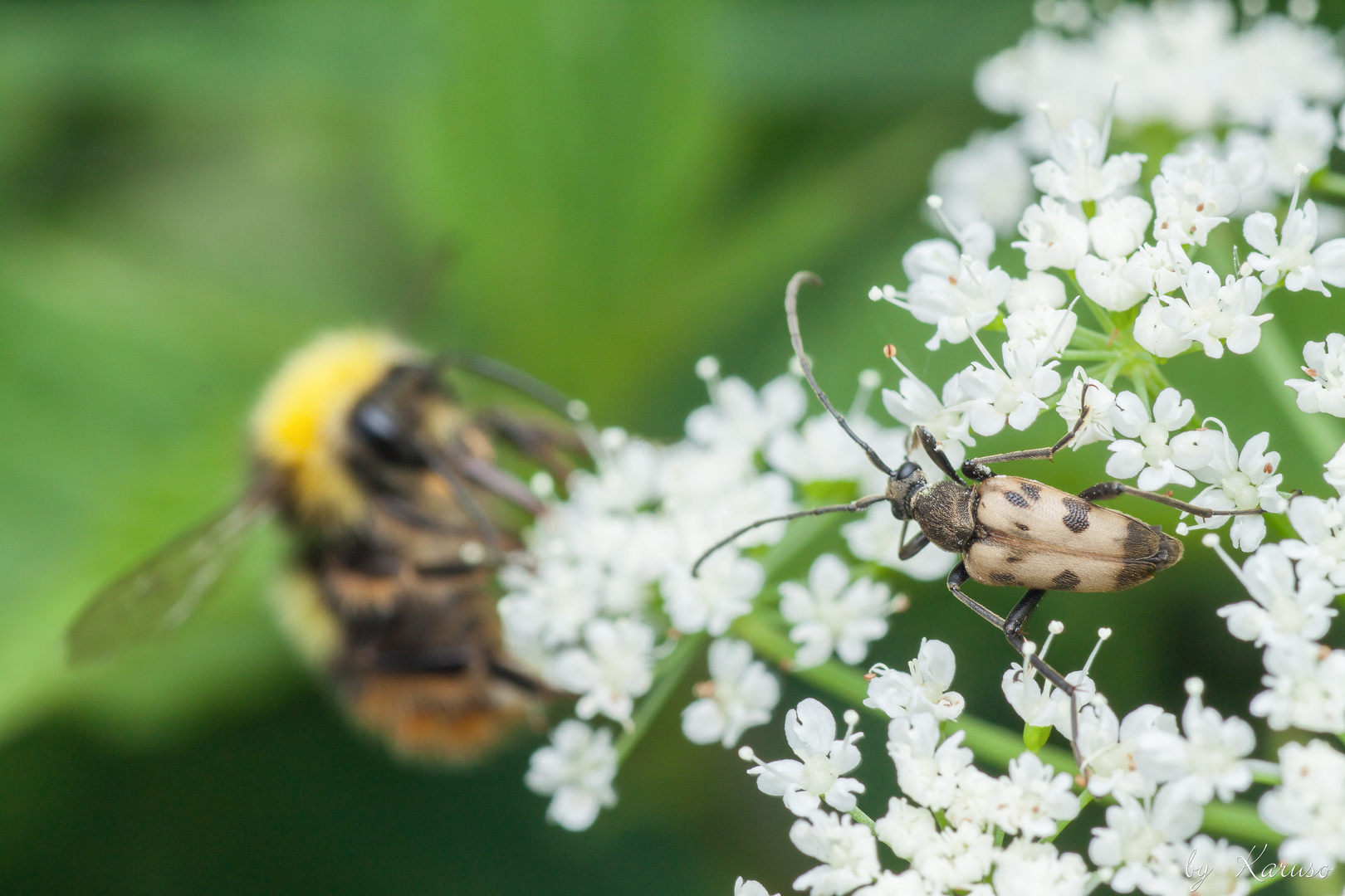 Gefleckter Blütenbock (Pachytodes cerambyciformis)